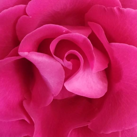 Meet your Posher, Stacey - Picture 1 of 1